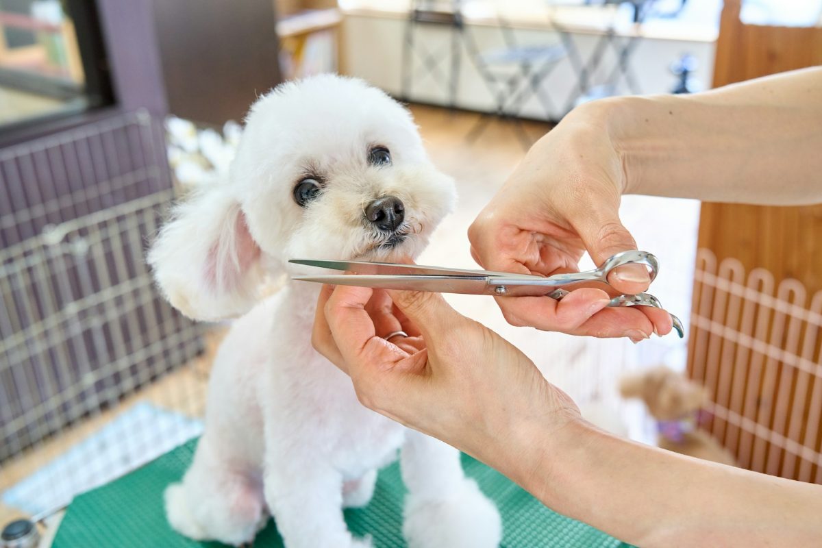 トリミングで毛を整えてもらう犬