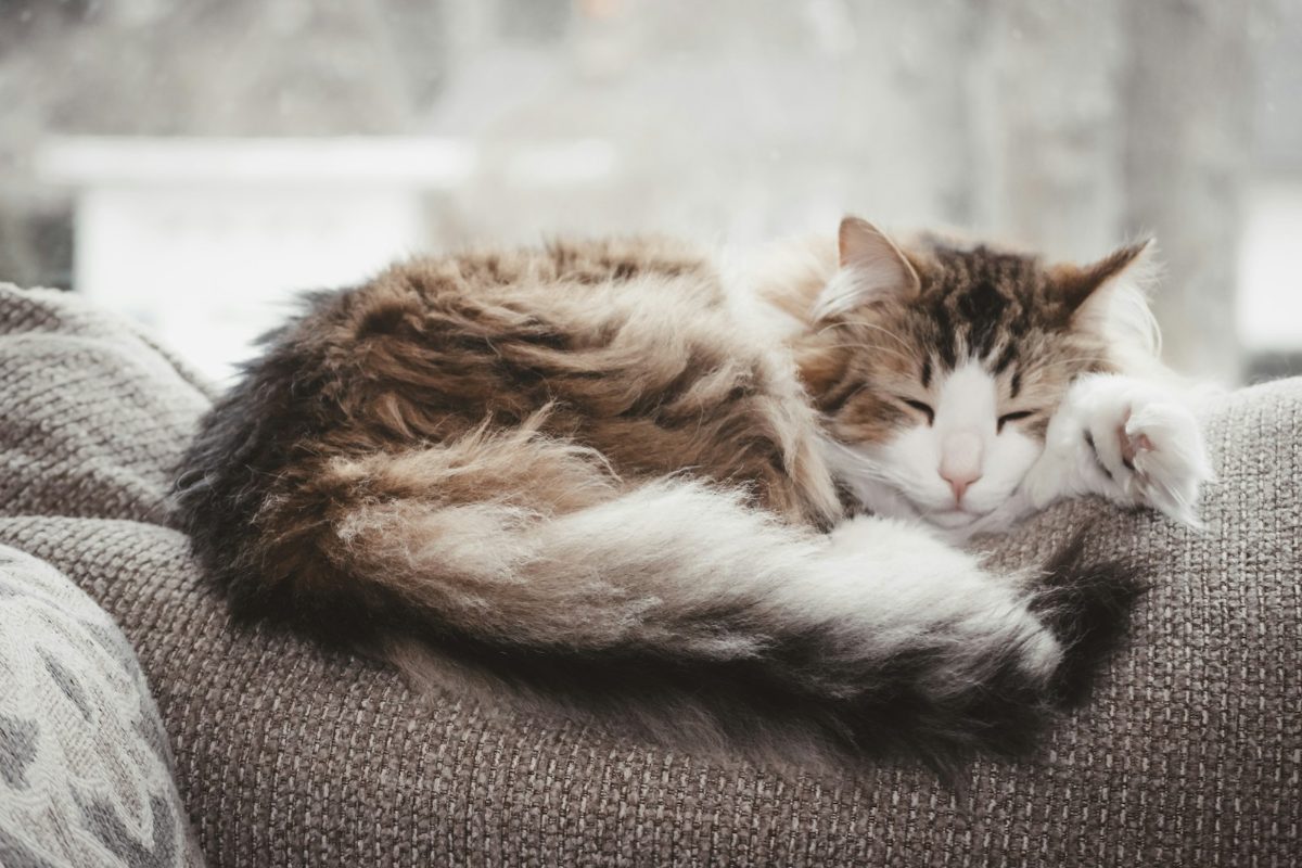 毛布の上で眠る猫