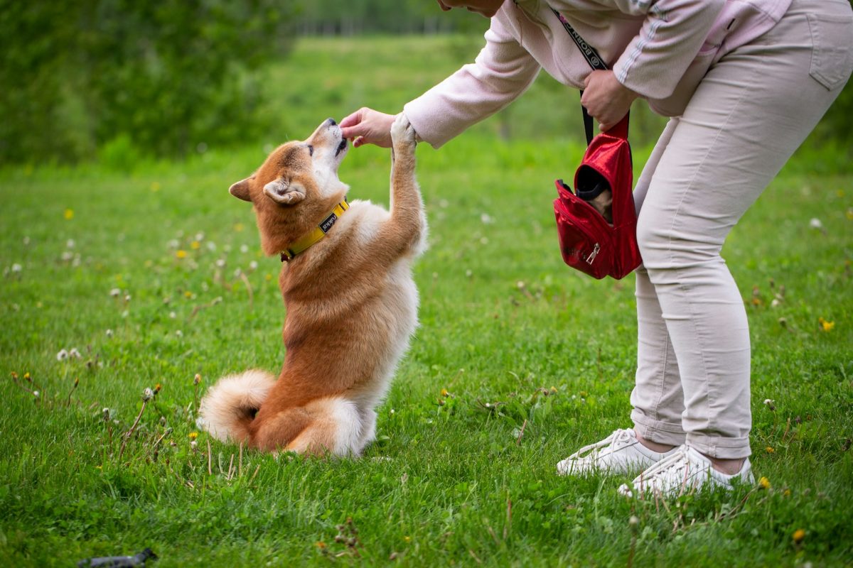 飼い主の合図で芸をする犬