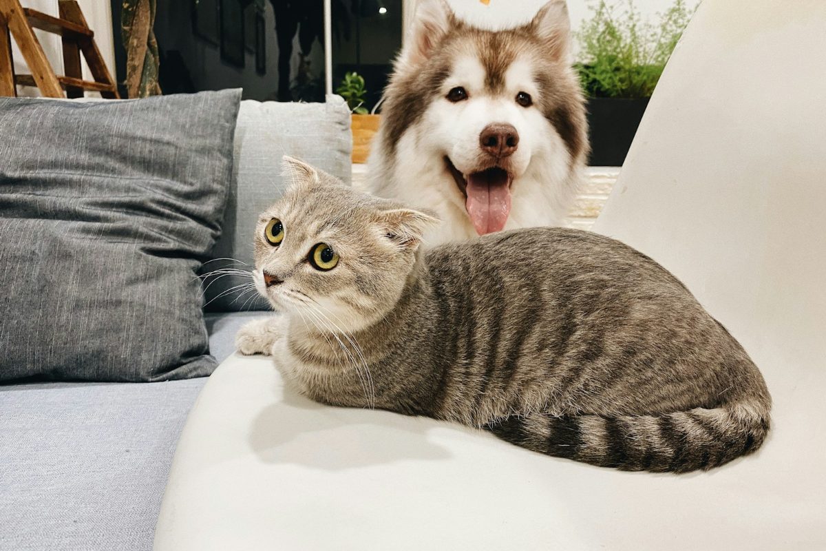 ソファでくつろぐ犬と猫