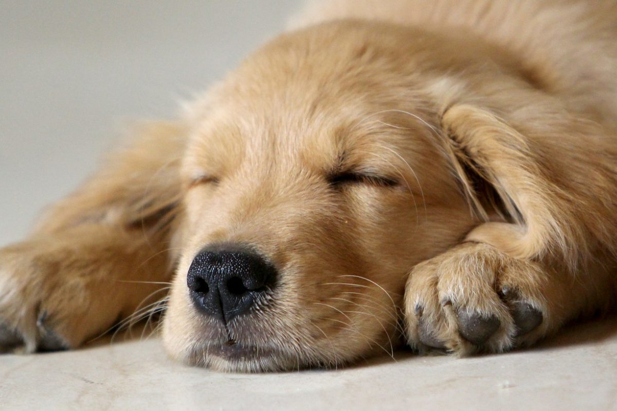 床でリラックスして眠る犬