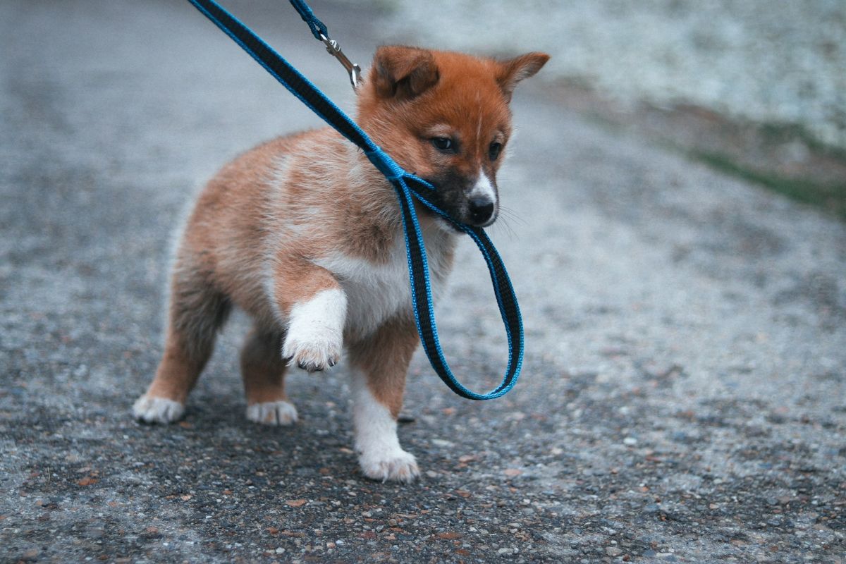 リードをつけた子犬